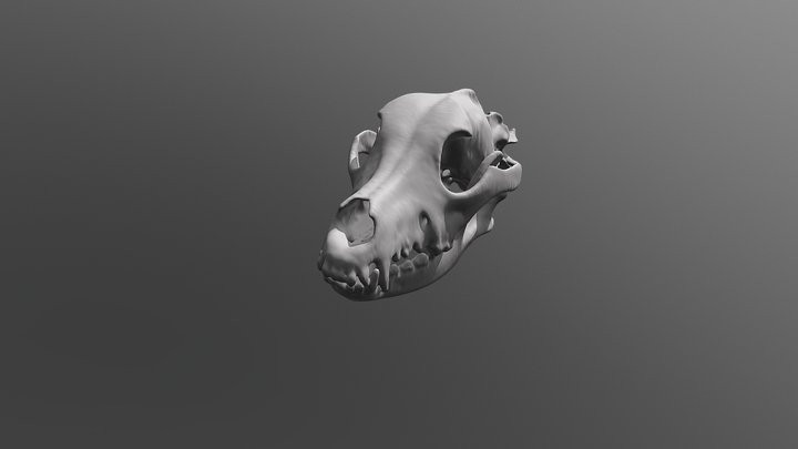 Dog skull 3D Model