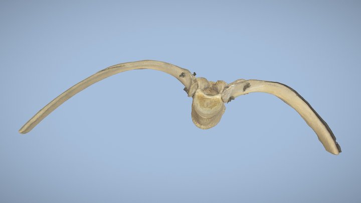 Articulatio costovertebralis - copy 3D Model