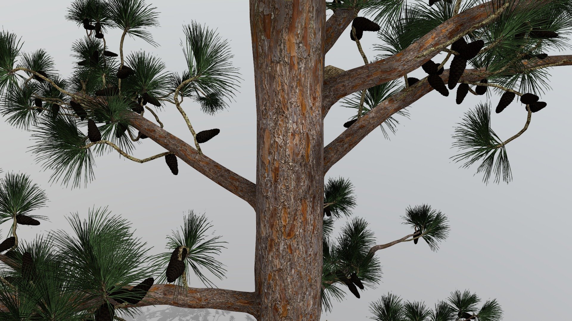 Longleaf Review