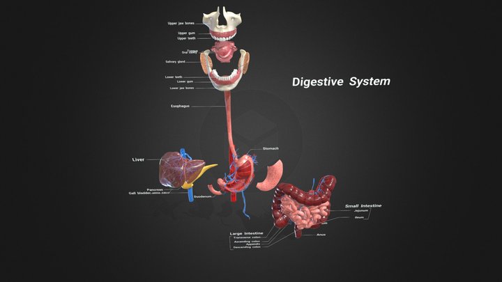 Digestive System Anatomy 3D Model