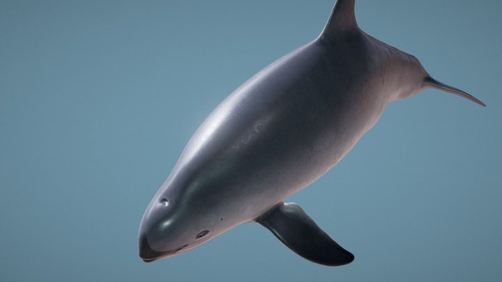 Female vaquita (Phocoena sinus) 3D Model