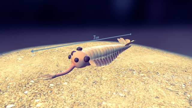 Faune de Burgess (-528 à -510 Ma) : Opabinia 3D Model