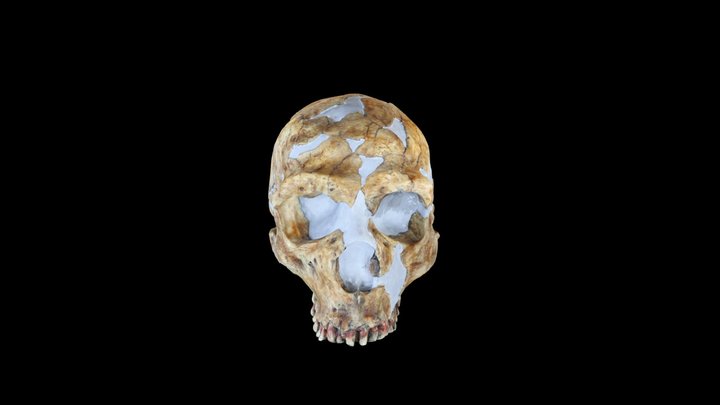 Shanidar 1 Homo neanderthalensis 3D Model