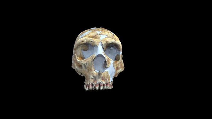 Shanidar 1 Homo neanderthalensis 3D Model