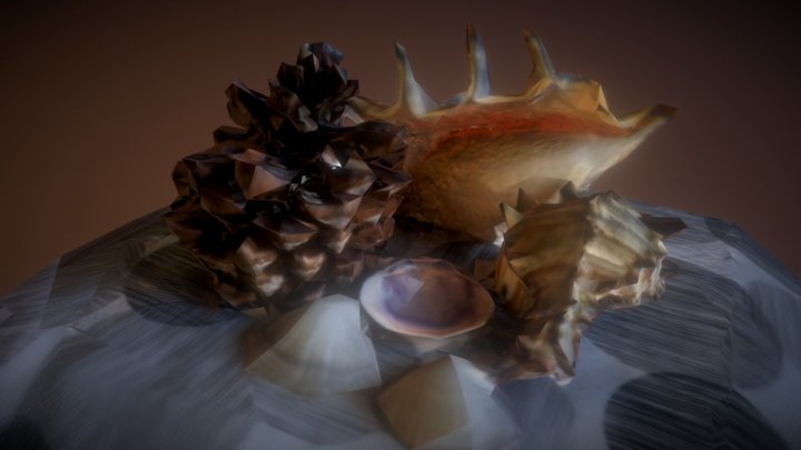 Whelk and Conch 3D Model