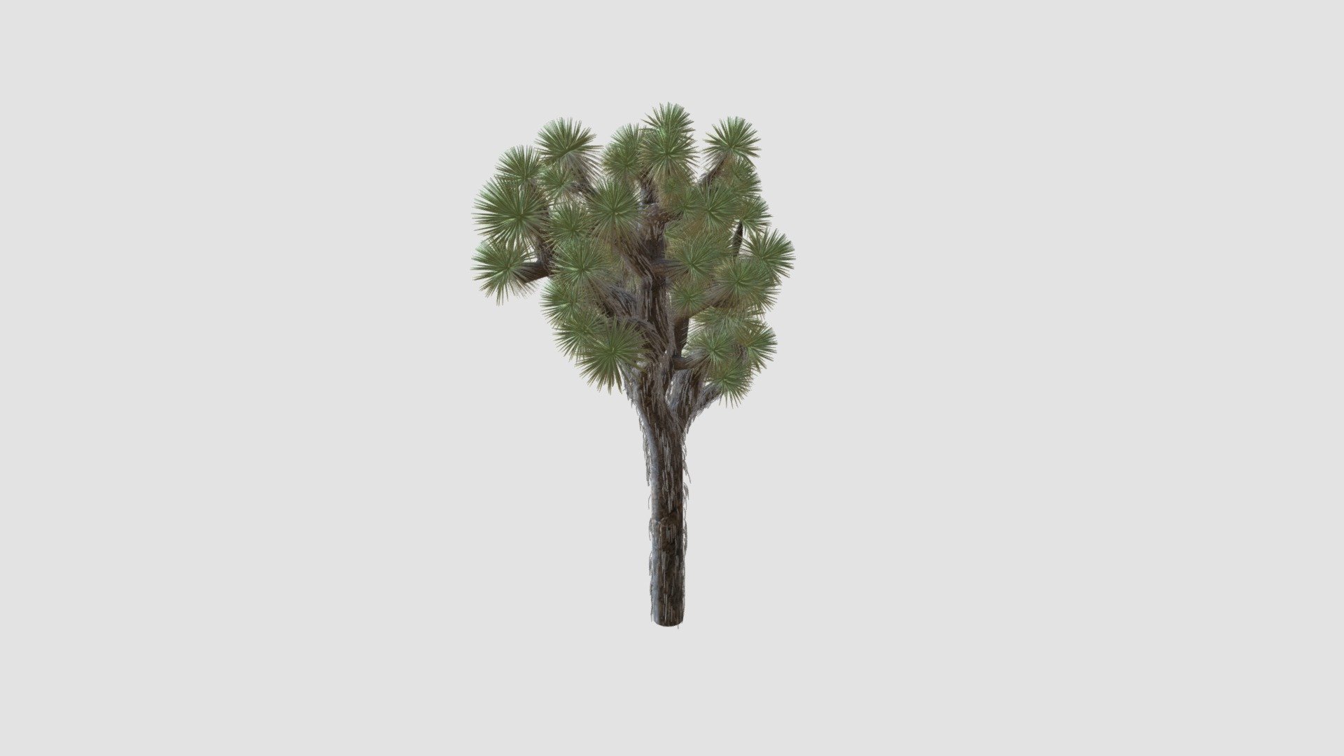 Yucca Brevifolia For CinemaD - Buy Royalty Free 3D Model By Evermotion ...