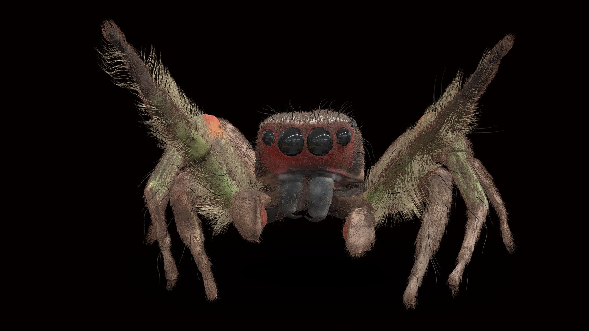 Model 63B Jumping Spider Mating Pose Download Free 3D model by