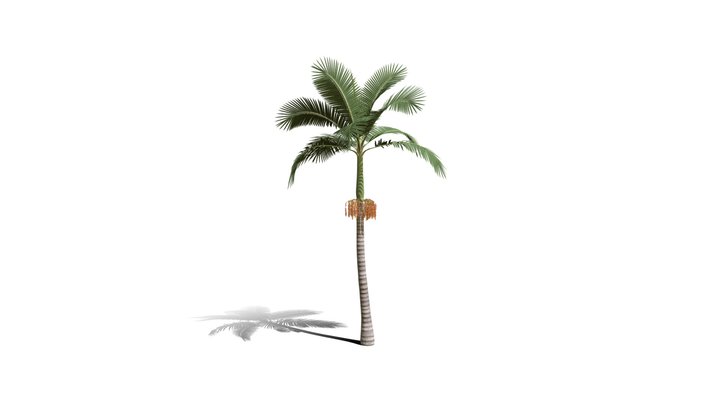 Realistic HD Alexander palm (13/30) 3D Model