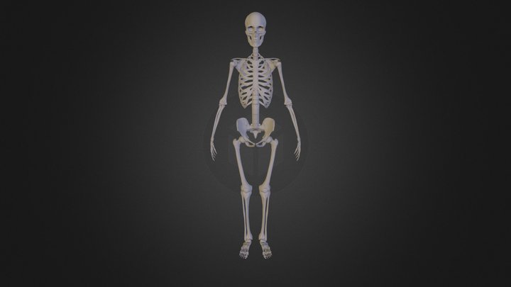 Ske 3D Model