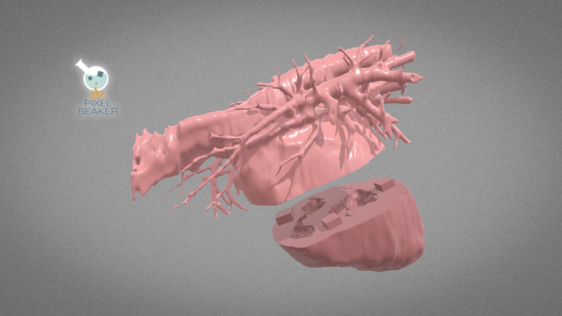 Canine Heart - Normal tissue - Halves