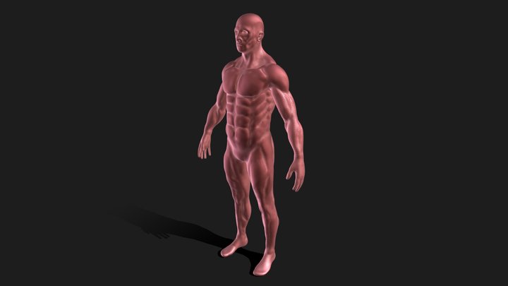 Male Anatomy Study, First attempt 3D Model