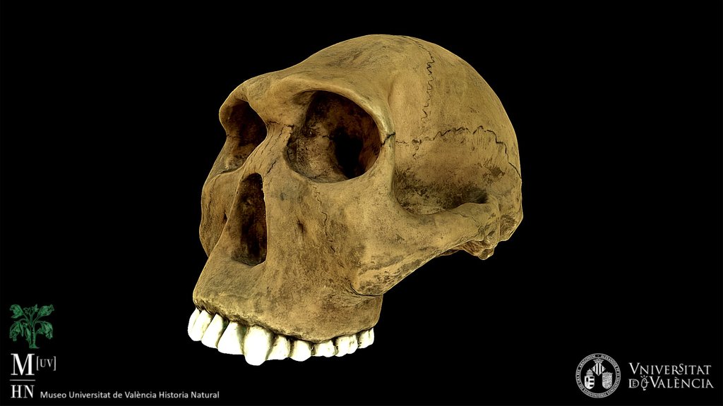 Homo habilis (recreation)