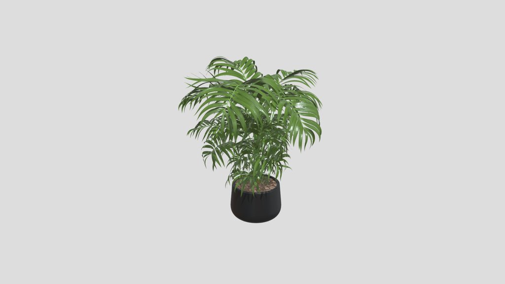 Indoor Areca Palm