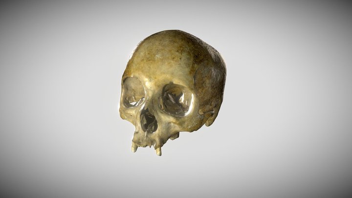 Cráneo Femenino 3D Model