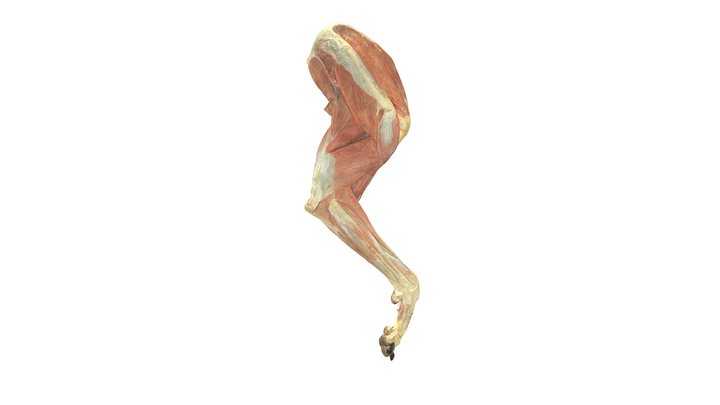 Dog, Forelimb, Muscles (1) 3D Model