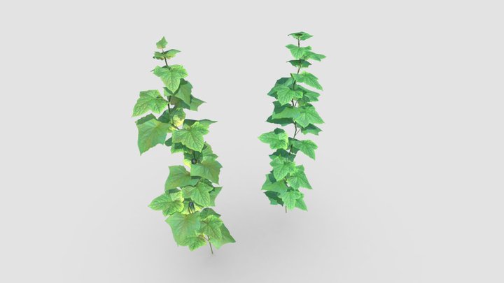 Cucumber Plants With Fruit | Game Assets 3D Model