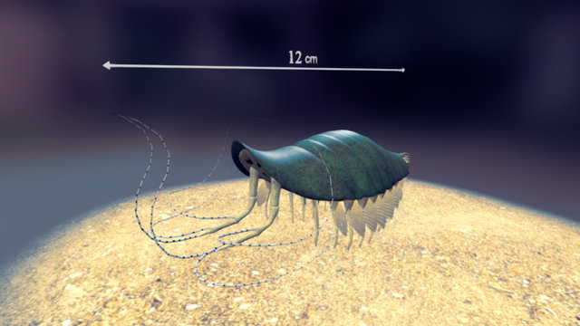 Leanchoilia 3D Model
