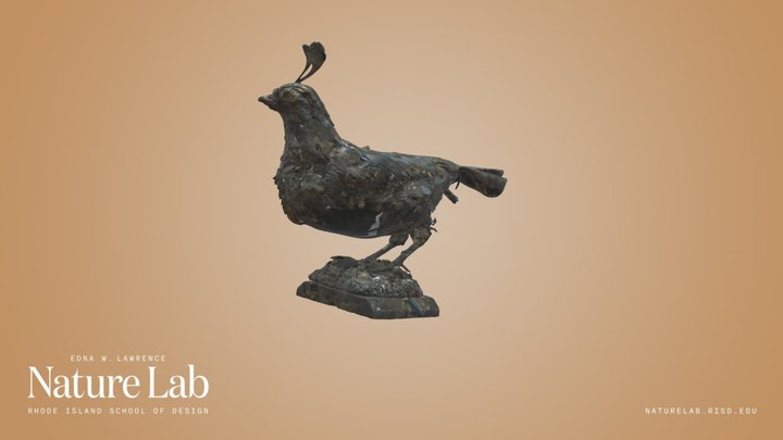 California Quail – Kostenloses 3D-Modell STL