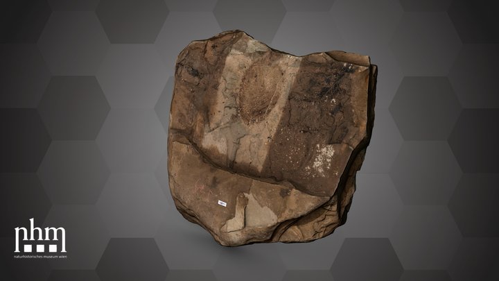 Sandstone with fossils(NHMW-GEO-2024/0188/15011) – Kostenloses 3D-Modell STL