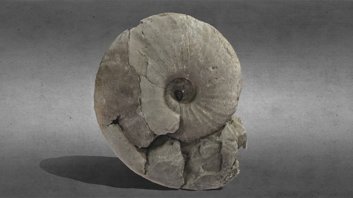 Ammonite Pachydiscus 3D Model