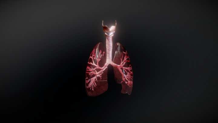Lungs 3D Model