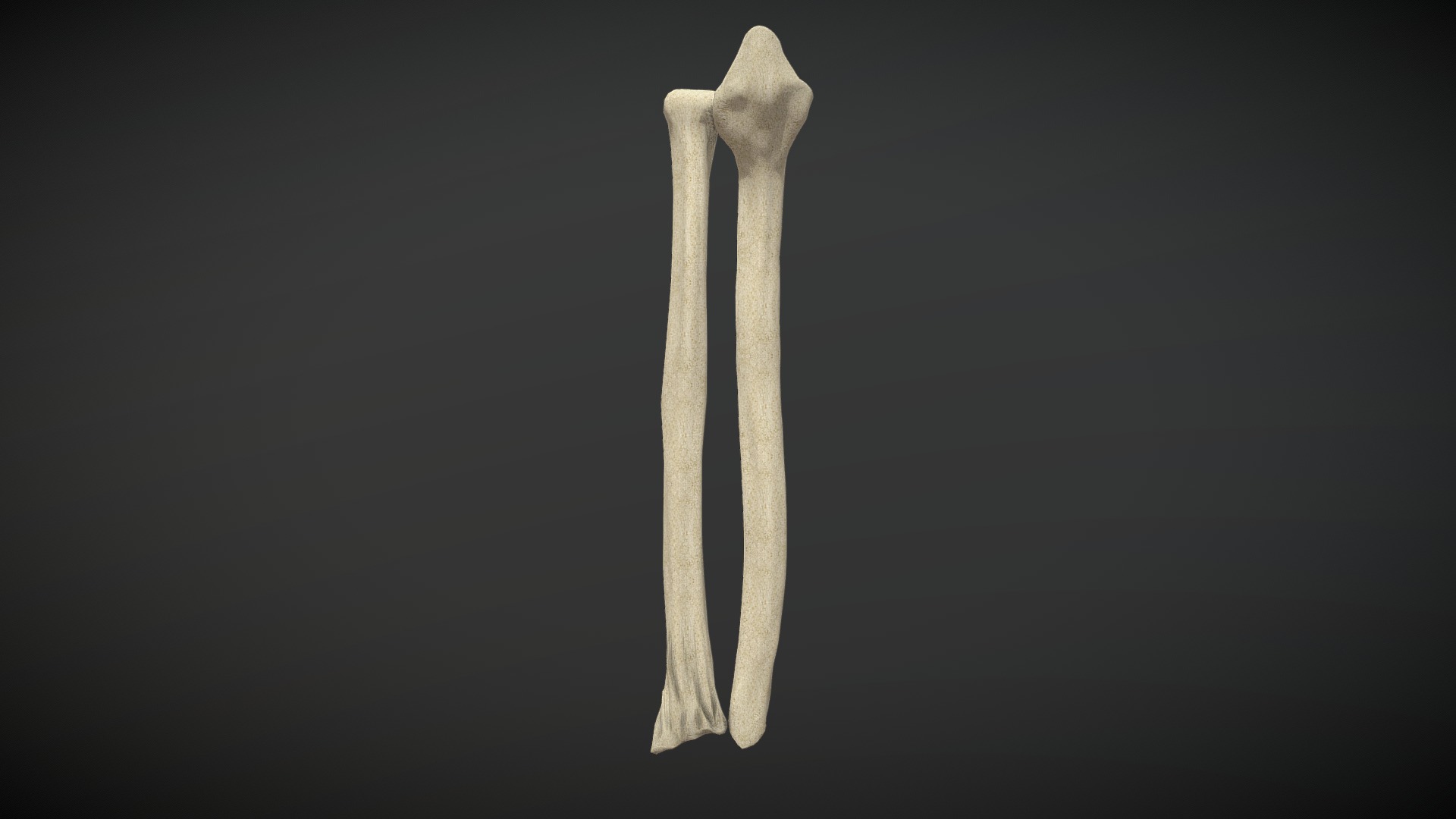 3D model Ulna and Radius / Cubito y Radio - This is a 3D model of the Ulna and Radius / Cubito y Radio. The 3D model is about a close-up of a bone.