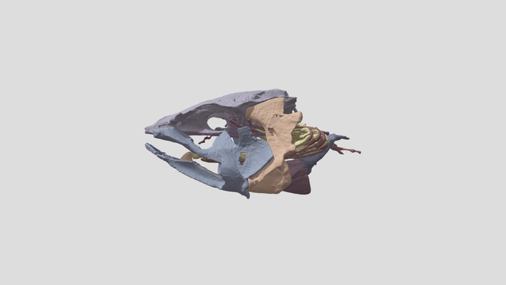 Amia for dissertation 3D Model