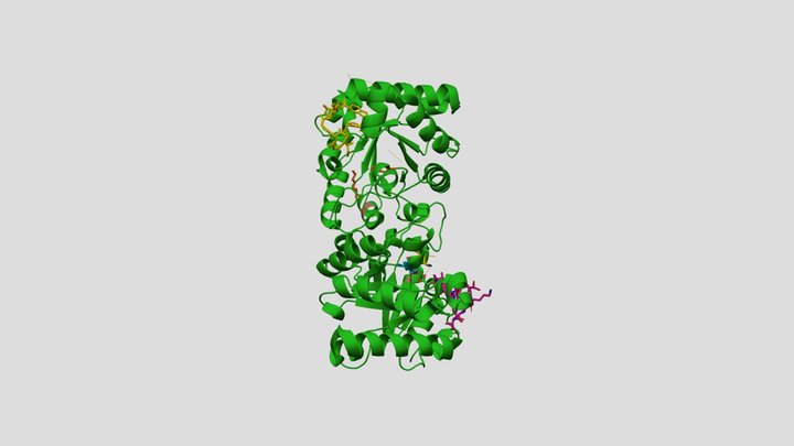 The Human Triphosphate Isomerase Enzyme 3D Model