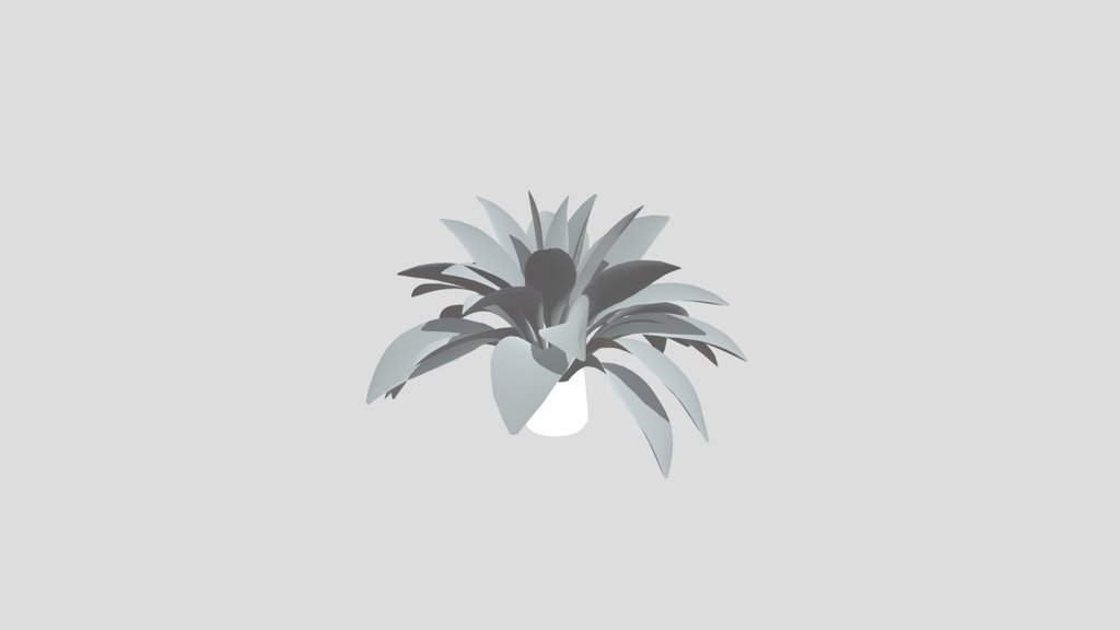 Haran Iron Plant Large Potted