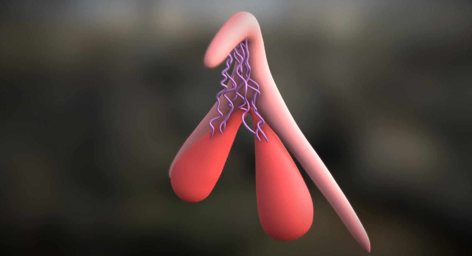 Clitoris Avec Plexus De Kobelt V2 3d Model By Philippe C Actarus83 Db2eed4 Sketchfab