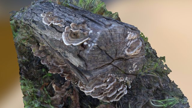 Turkey Tail Mushroom - Trametes Versicolour 3D Model