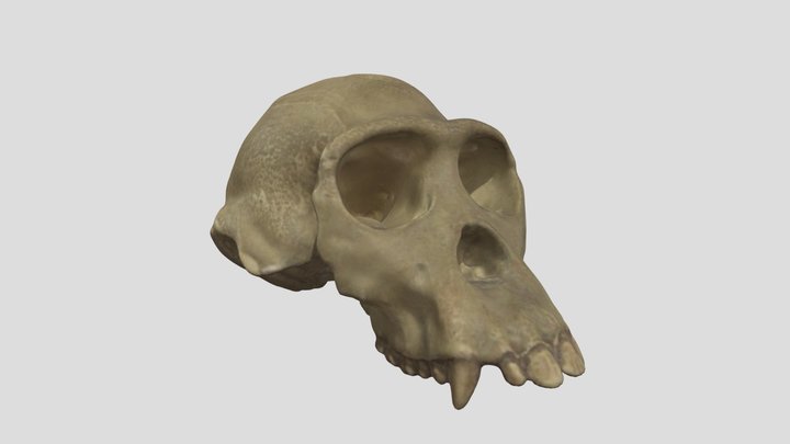 Crâne 27 3D Model