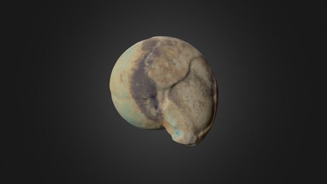 Proarcestes Haneili 3D Model