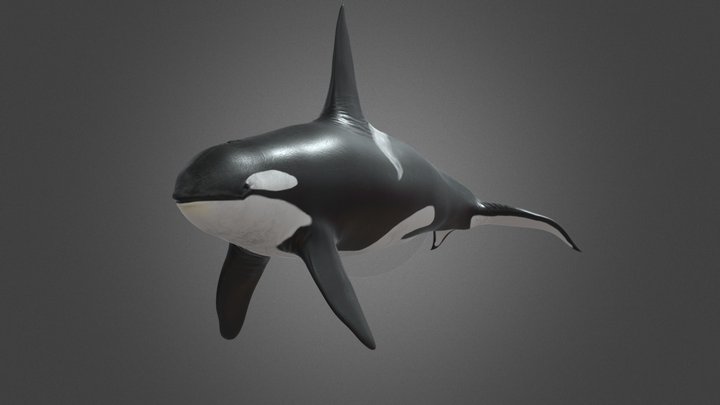 ORCA 3D Model
