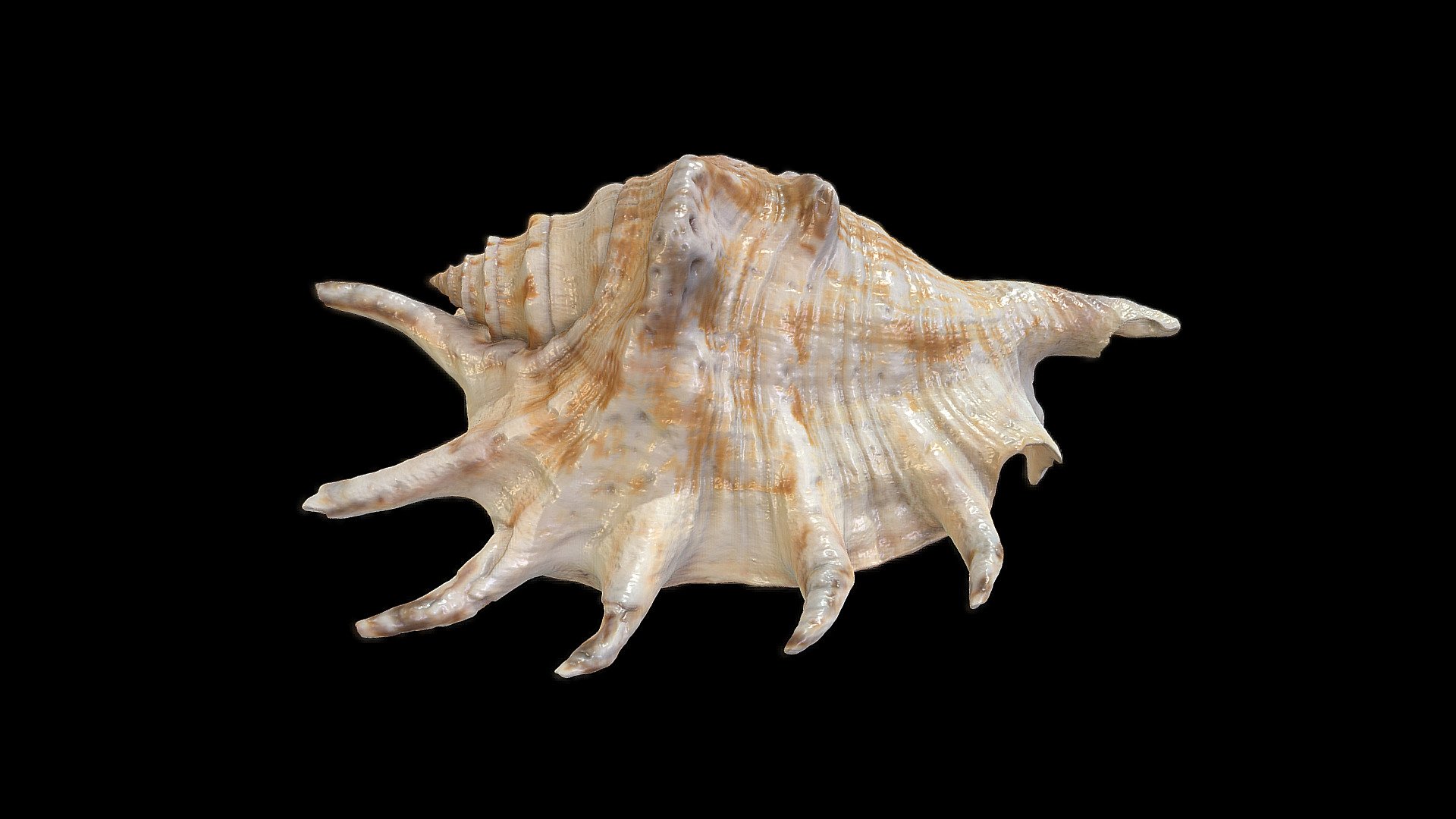 Spider Conch Shell - Download Free 3D model by Laser Design