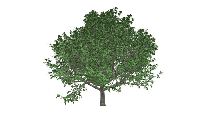 Bradford Callery Pear Tree #07 3D Model