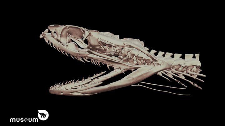 Grass Snake Skull Anatomy 3D Model