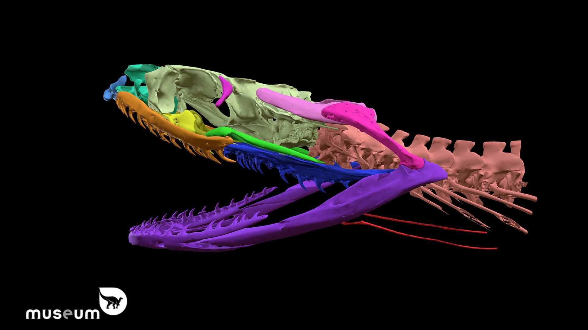 Grass Snake Skull Anatomy - 3D model by Royal Belgian Institute of