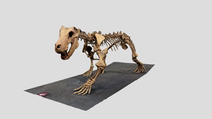 Inostrancevia Dinosaur fossil cast 3D Model