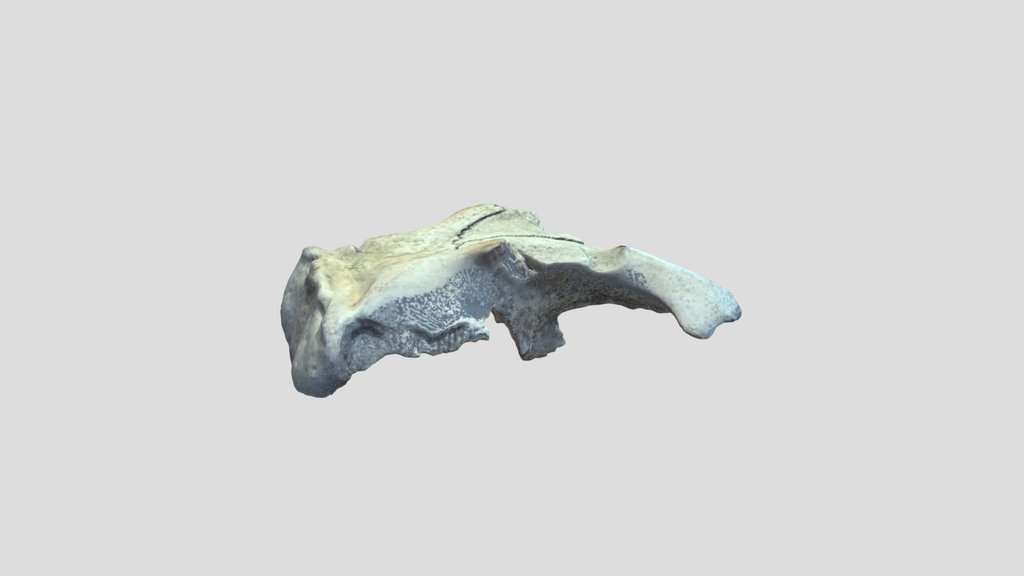 ANTH 4997_ Todd_ manatee skull cap