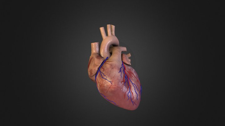 Heart_Test_D 3D Model