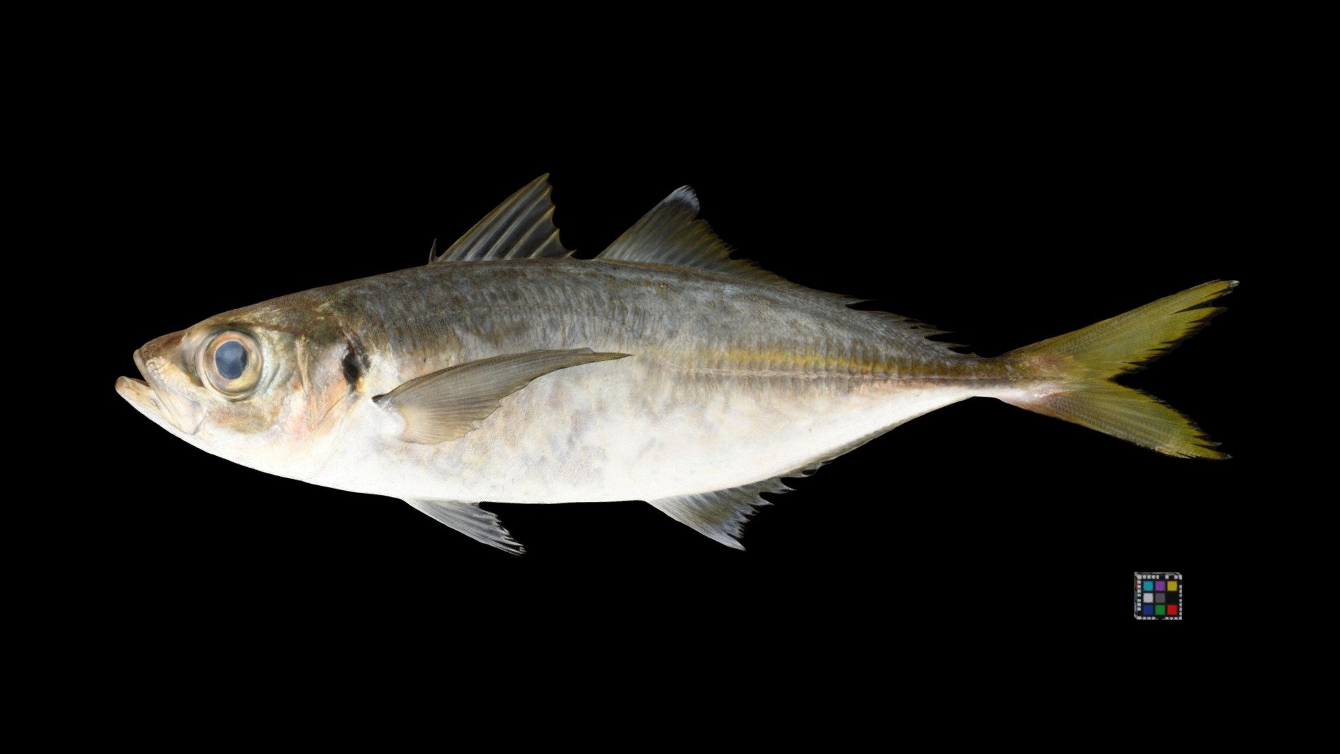 マアジ Japanese Jack Mackerel, Trachurus japonicus