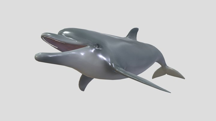 Dolphin - Sea Creatures 3D Model