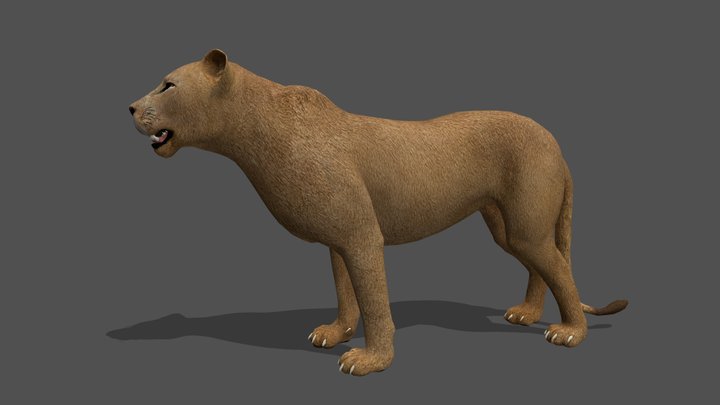 Animated Lioness – 3D Animal Model 3D Model