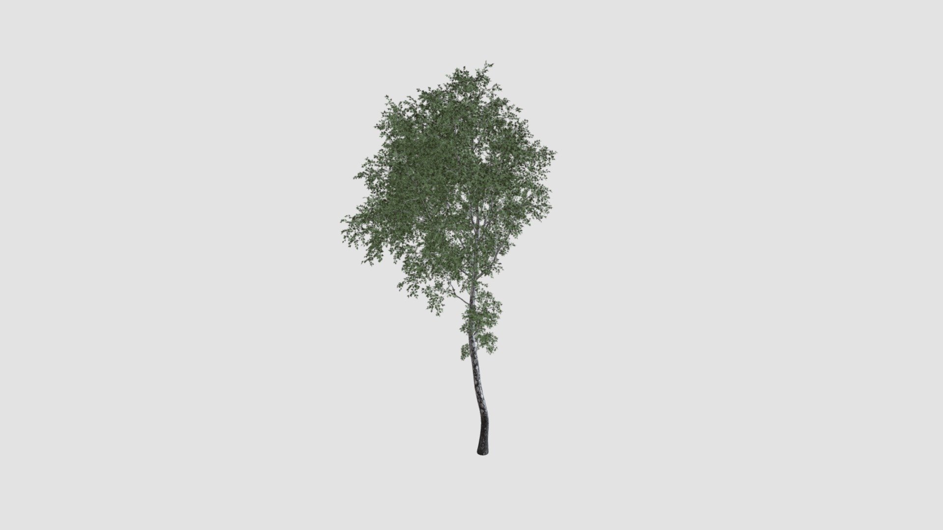 tree - Buy Royalty Free 3D model by Evermotion [db4c1f7] - Sketchfab Store