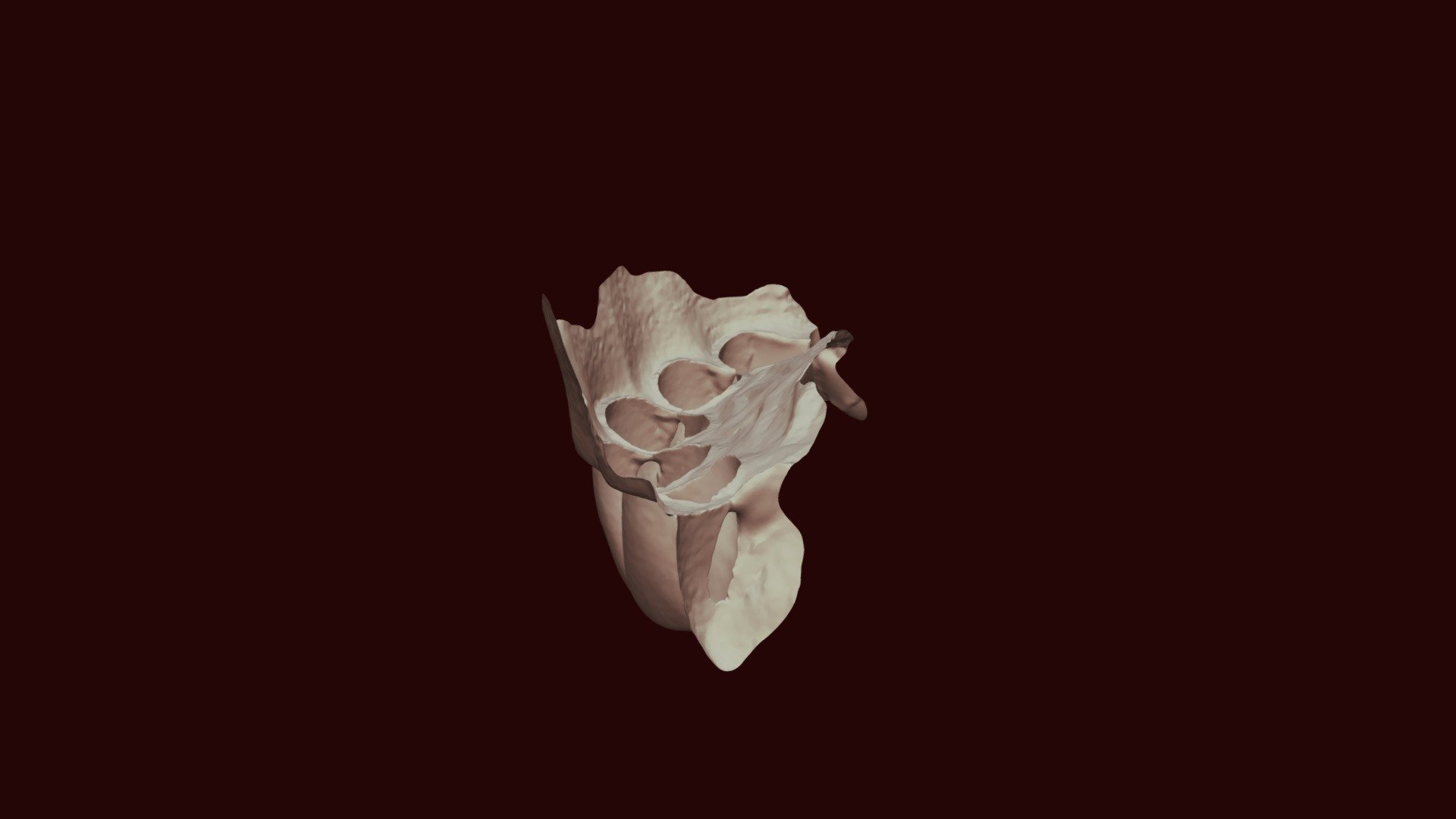 Group 4 Class 3 Tooth 9 (2) Upper Jaw (1)