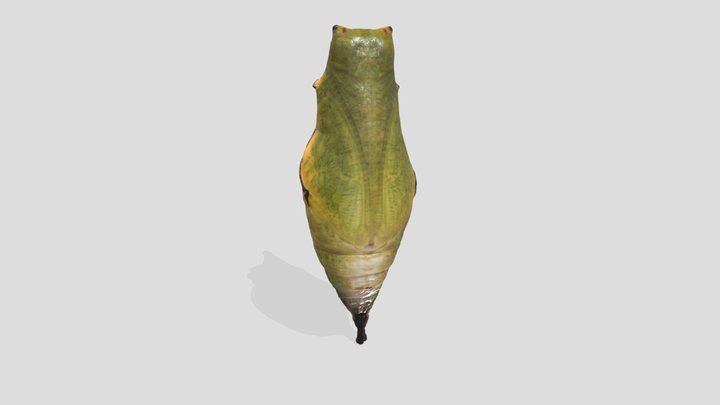 Pupa of Graphium agamemnon – Free 3D Model STL