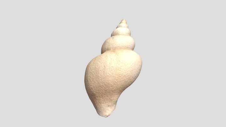 Sea Shell 3D Model