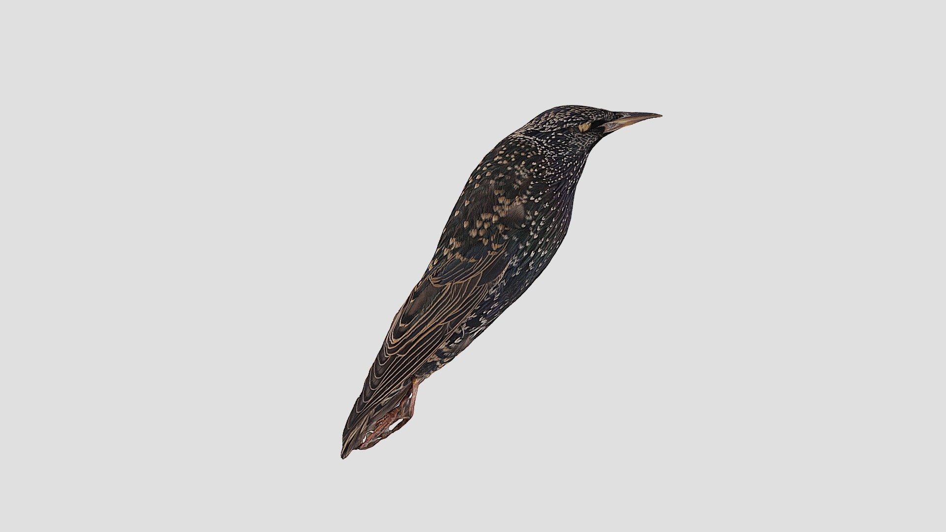European Starling