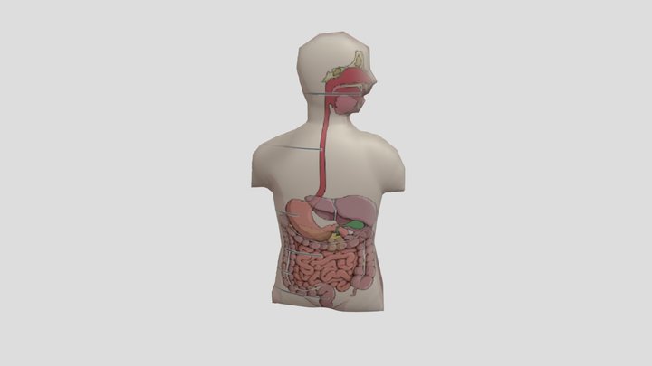 Organ Manusia-sistem pencernaan 3D Model